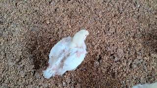 Winter Management  Poultry Farming  Poultry Feed  Broiler Farming  18th Day Chicks  Mortality [upl. by Ewold203]