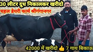 30 Letter Milk  42000 से दाम शुरू 7 top class HF cows for sale HF cow dairy farm Sri Ganganagar [upl. by Ocirderf869]