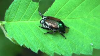 Japanese Beetle Scarabaeidae Popillia japonica Feeding Closeup [upl. by Notsua]