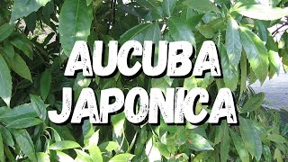 Aucuba Japonica Saiba Tudo Sobre Essa Planta [upl. by Enrichetta]