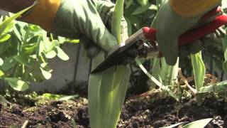 Gardening Tips  How to Divide Iris Plants [upl. by Kikelia]