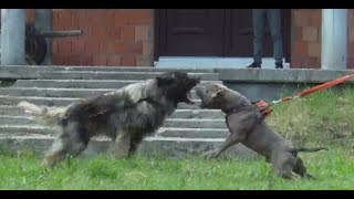 Sarplaninac Rex and American Bully Tyson [upl. by Werdma331]