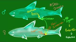 Reprodução nos Condrictes  Vertebrados  Zoologia [upl. by Heymann]