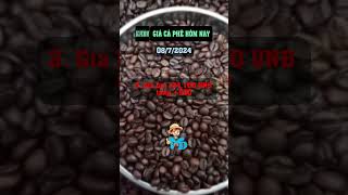 giacaphe  Coffee price today 0872024  Domestic coffee increased 500đkg giacaphedaklak [upl. by Tryck989]