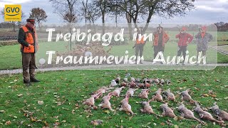 Treibjagd auf Niederwild im Traumrevier Aurich [upl. by Yokum218]