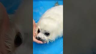 The baby seal choked on water 1 animals cute funny shorts shortvideo [upl. by Aicirtel]