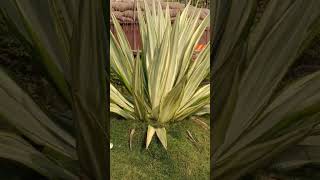 Furcraea foetid Giant Cabuya Greenaloe or Mauritiushem gardening green [upl. by Iew914]