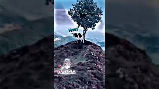 Yo me perdí en la montaña 🏔 solo era para buscar una mandarina lit killah freestyle vegano 🌱 [upl. by Letsyrk184]