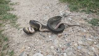 King snake vs rat snake [upl. by Parcel652]