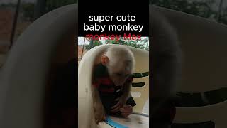 Monkey Max play with soap bubbles with dad monkey funnyanimal Short [upl. by Satterfield697]