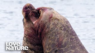 A Blubbery Battle Elephant Seal vs Elephant Seal [upl. by Shulins833]