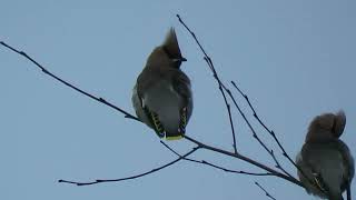 231201 RSPB Saltholme [upl. by Alaric]