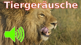 Tiergeräusche  Tiere mit Tiernamen und Ihren Tierstimmen lernen [upl. by Alverson]