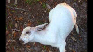 How to prevent and treat goat diseases Imikhuhlane Yembuzi Goat Diseases [upl. by Dalia]