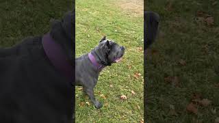 recall dogtraining canecorso [upl. by Nahallac]