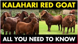 Kalahari Red Goat Breed  Kalahari Goat Farming [upl. by Ihcalam777]