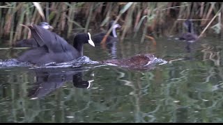 Korte natuurfilm Voorjaar in Nederland 2020 Little stories in dutch nature [upl. by Hametaf587]