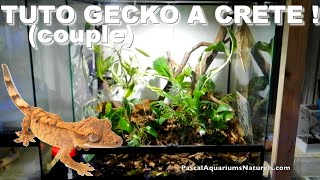 deux gecko à crête ensemble tuto débutants terrarium  Pascal Aquariums Naturels [upl. by Nohsar]