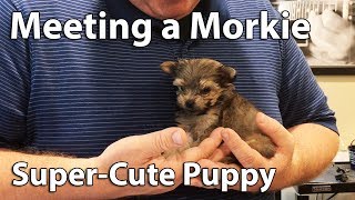 Morkie Puppy  Super Cute [upl. by Mcferren]