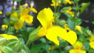 Common MonkeyFlower Mimulus Guttatus  20120702 [upl. by Sachi588]