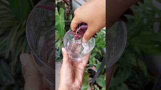 Propagate Tradescantia in Water [upl. by Dougald452]