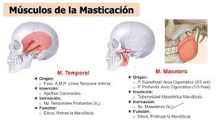 Anatomía FOSA TEMPORAL CIGOMÀTICA Y PTERIGOMAXILAR  Cabeza y cuello 3  SOCIBASF  UNMSM [upl. by Senskell]