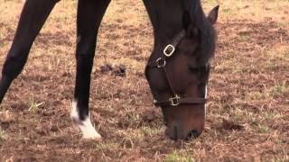 Stars of the Oaks  Rachel Alexandra 2009 Kentucky Oaks Winner [upl. by Deloria]