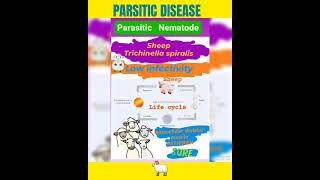 Trichinosis in sheep🤔Trichinella spiralis foodborne helminthicMuscle👍Parasitology👍🔬✅ [upl. by Liggitt]