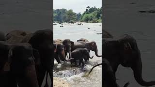 Pinnawala Elephant Orphanage Srilanka trending srilanka wildlife shorts travel trip tourism [upl. by Ahsinid]