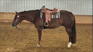 SOUTH OF MASON DIXON  AQHA For Sale [upl. by Nerac]