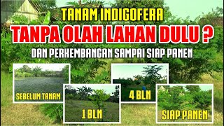 TANAMAN INDIGOFERA USIA 6 BULAN SIAP PANEN DAN BERBUAH  INDIGOFERA SEBAGAI PAKAN TERNAK [upl. by Oos]