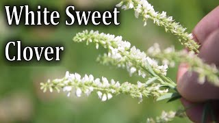 How To Identify White Sweet Clover Melilotus alba [upl. by Aelyak844]