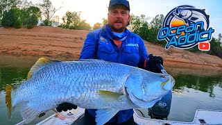 PART 2  Search for BIG Build up Australian Barramundi [upl. by Scoville]