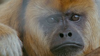 Prehensile Tails in Howler Monkeys [upl. by Akimat]