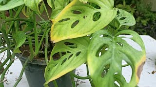 How to fix yellowing leaves of Broken Heart plant [upl. by Ahsenom]