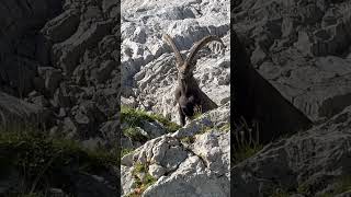 Ein kräftiger Steinbock🥰Stoltz und Wunderschön🙏mein Kanal🍀Bergwelt Schweiz🇨🇭🫶🇨🇭🫶 [upl. by Leva37]