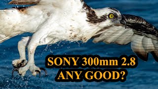 Sony 300mm 28 Ridiculously Good or Just Ridiculous Part 1 of 3 Wildlife Bird Photography [upl. by Avla]