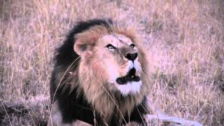 Lion Roaring Sound Effect HD Leon rugiendo en Masai Mara KENIA [upl. by Urban249]