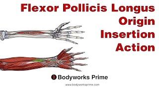 Flexor Pollicis Longus Anatomy Origin Insertion amp Action [upl. by Anaiq868]