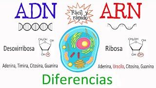 💫 Diferencias entre ADN Y ARN🔬 Fácil y Rápido  BIOLOGÍA [upl. by Vastah]