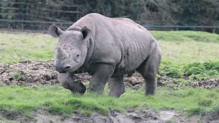 Black Rhinoceros Mom with Calf  Port Lympne Wild Animal Park [upl. by Eniarral851]