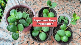 Peperomia Hope Propagation [upl. by Ventre]