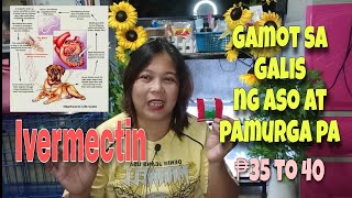 IVERMECTIN MABISANG GAMOT SA GALIS NG ASO AT PAMORGA PA MADALI LANG GAMITIN [upl. by Vernen]