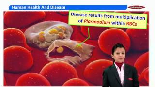 Std XII  NEET amp AIIMS  PCB  Biology  Human Health and disease [upl. by Laureen]