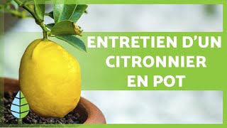 ENTRETIEN dun CITRONNIER en POT 🍋 🌳 Arrosage substrat taille et plus encore [upl. by Aihsemat]