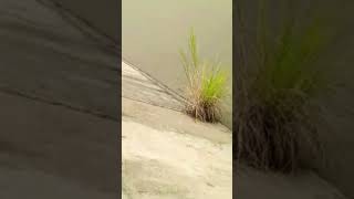 goonch fish shorts shortsvideo fishing Desi fishing [upl. by Homere535]