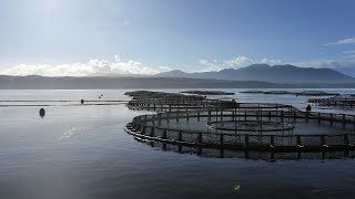 ‘No clarity in sight’ for either side of the Tasmania salmon feud [upl. by Yaluz]