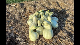 Cushaw Squash Harvest  Fall 2021 [upl. by Aidyn477]