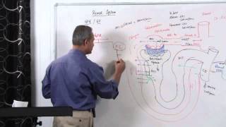 Renal System GFR Glomerular Filtration Rate 314 [upl. by Anelehs876]