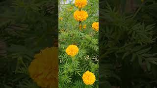 Good morning Marigold 2024 [upl. by Rahman]